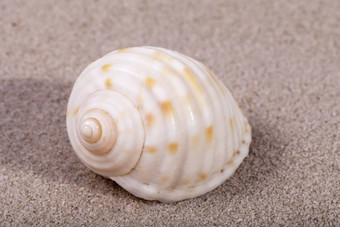 单海壳牌海洋蜗牛说谎<strong>沙子</strong>关闭