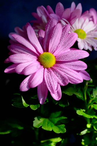 除虫菊花露水滴