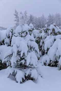 冬天冷温度雪白色颜色俄罗斯