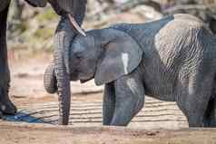 婴儿大象倾斜母亲树干