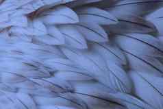 蓝色的毛茸茸的羽毛特写镜头