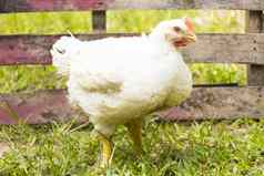鸡烤焙用具鸡动物福利农场变焦