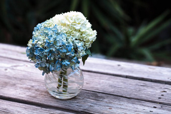 白色蓝色的绣球花花