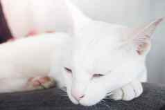 白色猫睡觉猫咖啡馆