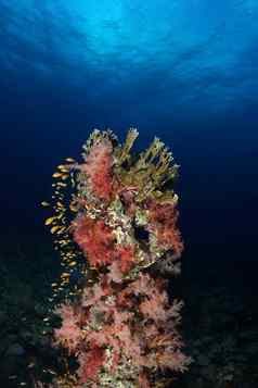 珊瑚生活潜水印尼海海洋