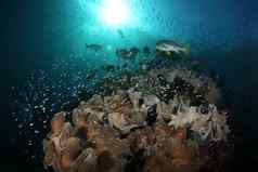 珊瑚生活潜水印尼海海洋