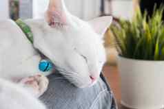 白色猫睡觉猫咖啡馆
