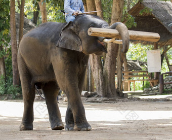 图像大象电梯木材自然背景<strong>泰国</strong>