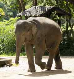 图像大象自然背景泰国