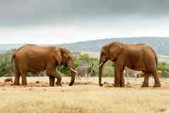布什大象提升腿大象站在
