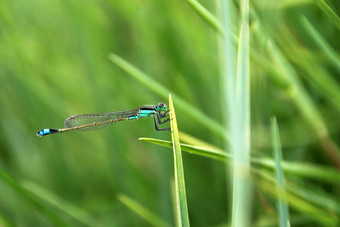 蓝色的绿色蜻蜓特写镜头