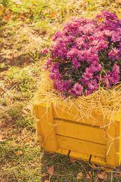 紫色的菊花黄色的木盒子效果新浪微博