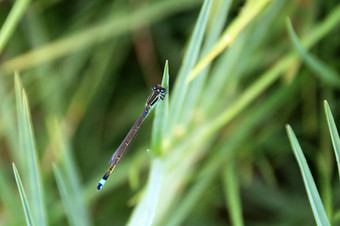 蓝色的绿色蜻蜓特写镜头前