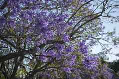 色彩鲜艳的盛开的蓝花楹树