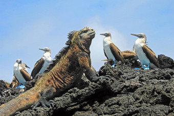 海洋鬣蜥蓝色的有足的成绩最差的人加拉帕戈斯群岛