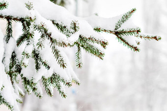 绿色冷杉散落厚雪