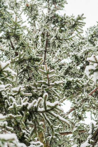 绿色冷杉散落厚雪