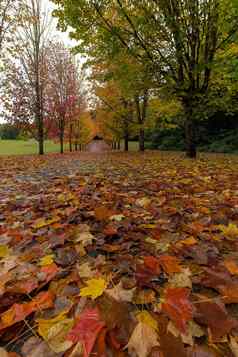 秋天枫木叶子走路径