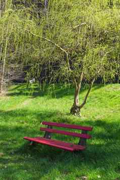 木红色的板凳上树公园