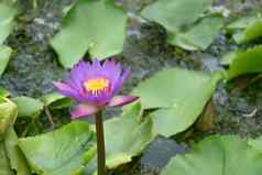 关闭莲花花莲花花植物