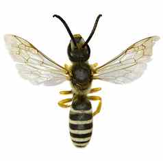 伟大的带状沟蜜蜂白色背景哈利克图斯scabiosae红色