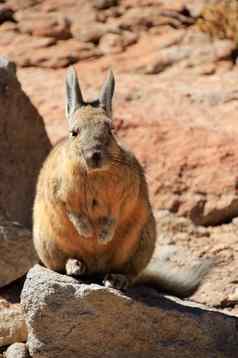 兔鼠兔子玻利维亚