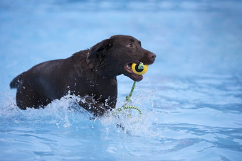 狗棕色（的）拉布拉多寻回犬<strong>抓取</strong>球游泳池