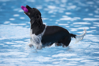 狗抓取玩具游泳池
