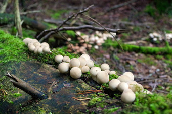 Lycoperdon边缘蘑菇日益增长的森林地面一般剥尘菌