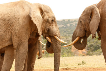 布什大象分级象牙