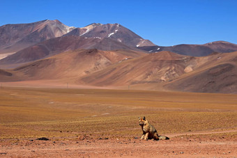 安第斯山脉的狐狸枸杞子卡尔佩乌斯佐罗culpeo阿塔卡马沙漠智利