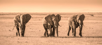 群大象<strong>安博塞利</strong>国家公园肯尼亚