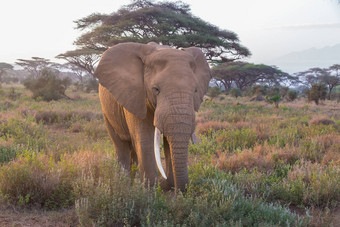 大象安博塞利国家公园肯尼亚