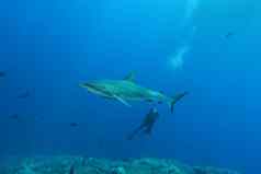 白色鲨鱼危险的大鱼巴布亚几内亚太平洋海洋