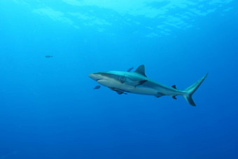 白色鲨鱼危险的大鱼巴布亚几内亚太平洋海洋
