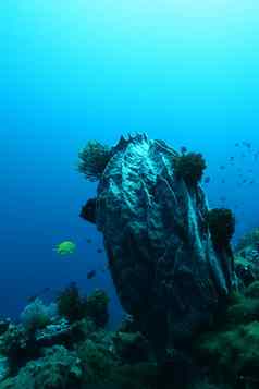 珊瑚生活潜水巴布亚几内亚太平洋ocea