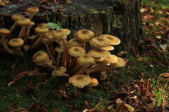 集团蘑菇