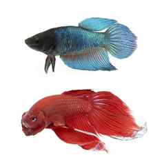 图像战斗鱼白色背景搏鱼Splendens