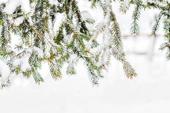 绿色冷杉散落厚雪