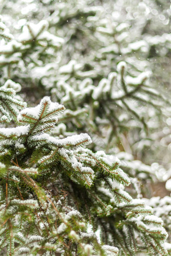 绿色冷杉散落厚雪