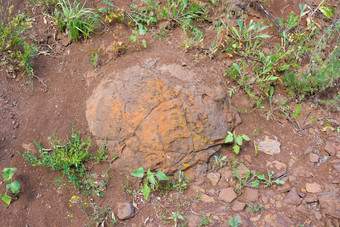 石头形成埋地面让人联想到恐龙鸡蛋发现村湿奥尔霍夫卡kotovo区伏尔加格勒地区俄罗斯