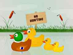 鸭子快乐禁止狩猎