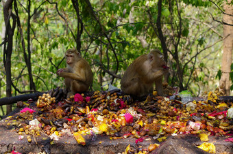 猴子。猴子家庭吃很多水果普吉岛泰国