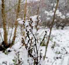 干植物雪一天冬天