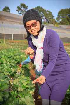 亚洲旅游女人harwesting新鲜的草莓水资源