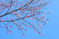 关闭美丽的盛开的粉红色的野生喜玛拉雅樱桃花