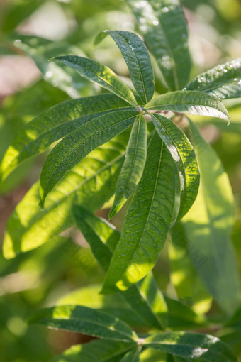 aloysia枸杞子植物