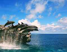 群海豚跳海水浮动中期空气