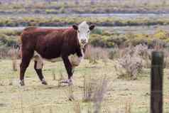新西兰牲畜牛站动物农场场