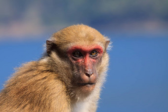 猿猴子荒野眼睛联系相机